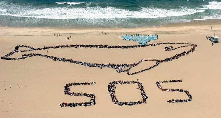 726x388, 88 Kb / пляж, акула, SOS, кит, фонтан