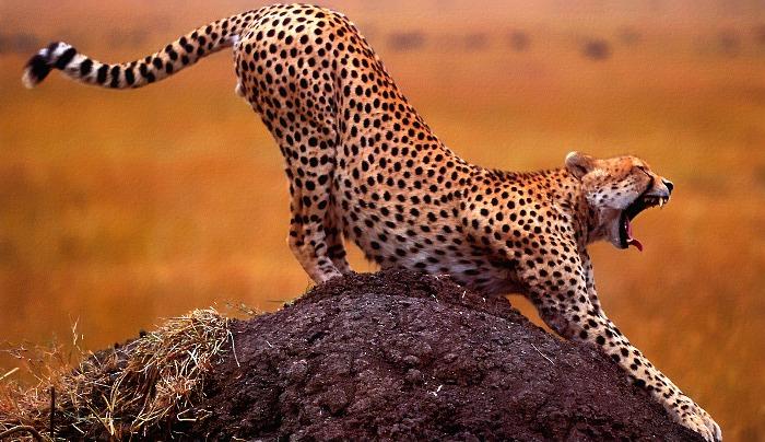 700x404, 66 Kb / леопард, утро