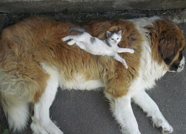 638x460, 89 Kb / кот, пес