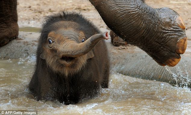 634x383, 56 Kb / слонёнок