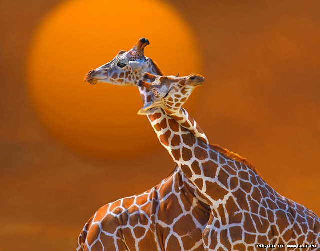 640x503, 54 Kb / жираф