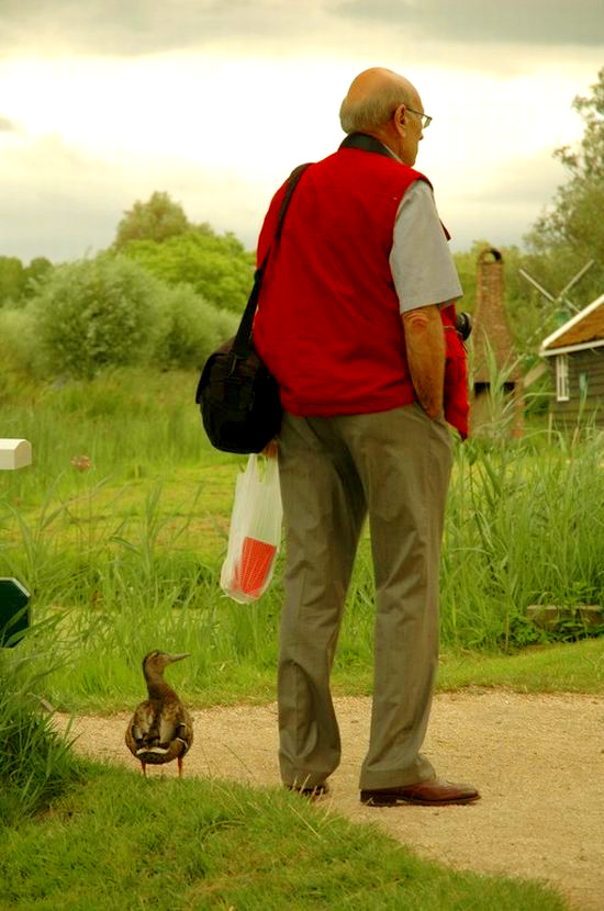 550x830, 125 Kb / утка