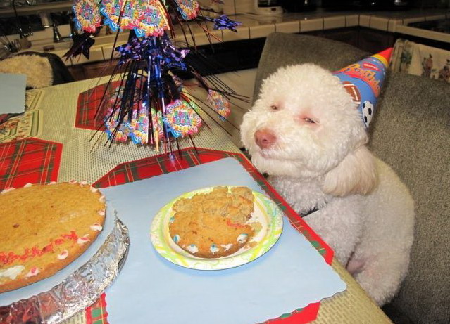 639x461, 104 Kb / день рождения, собака, колпак