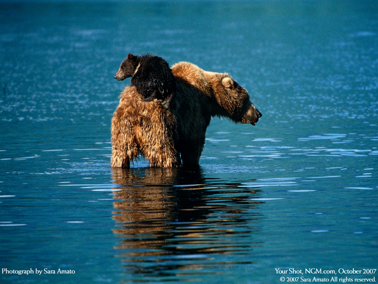 1280x960, 299 Kb / медведь, вода