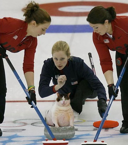 497x565, 80 Kb / керлинг, кот