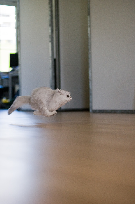 464x700, 71 Kb / кот, полёт