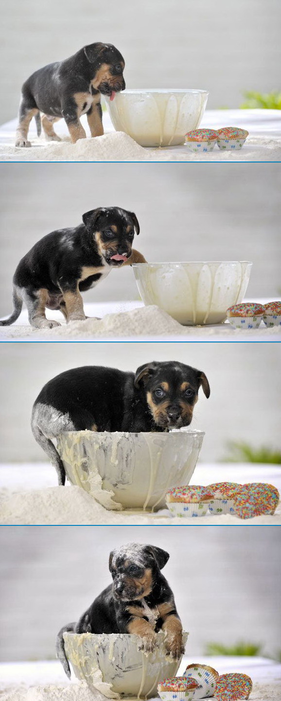 578x1441, 172 Kb / щенок, тесто