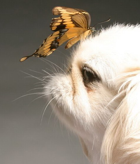 475x557, 55 Kb / бабочка, собака