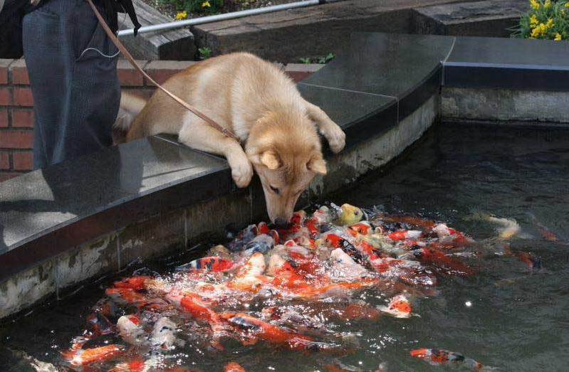 799x523, 138 Kb / рыбы, собака