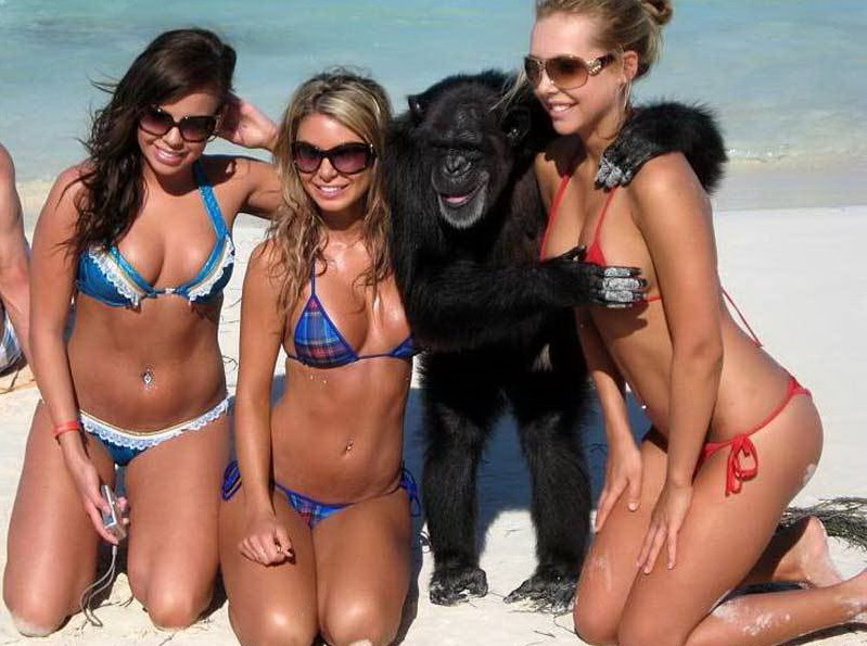 799x595, 126 Kb / горилла, шимпанзе, девки, пляж
