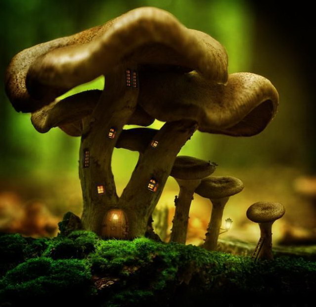 639x621, 79 Kb / грибы, дом