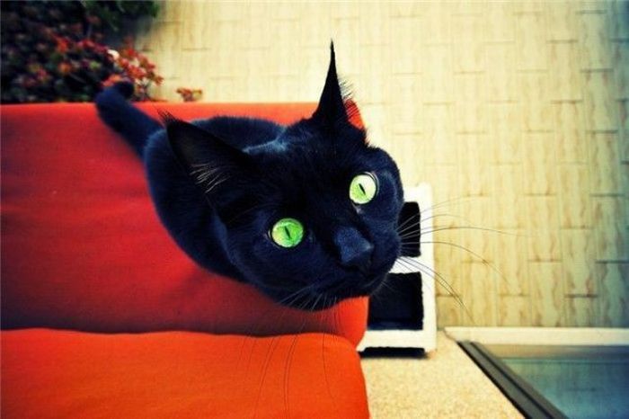 700x466, 40 Kb / кот, глаза, сверху