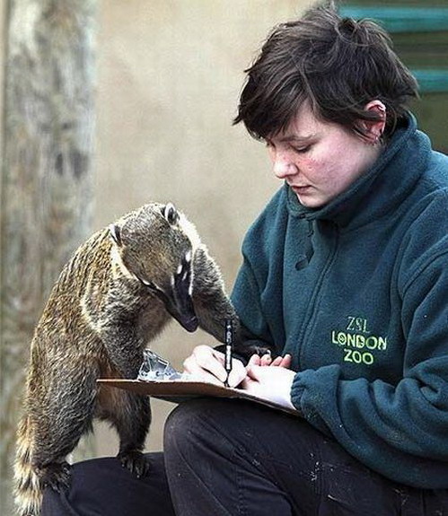 499x575, 94 Kb / проверка, зверь