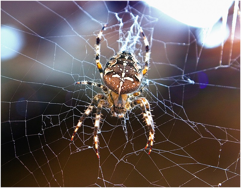 800x623, 166 Kb / паук, паутина