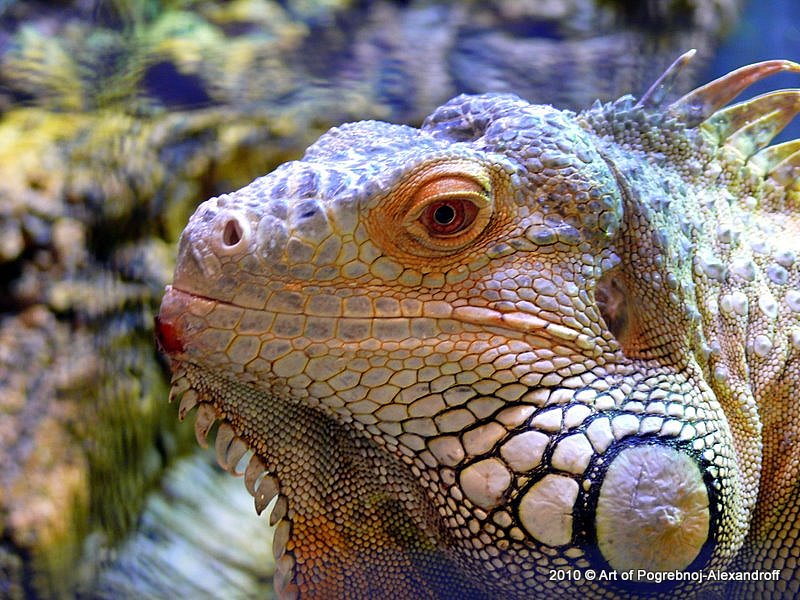 800x600, 145 Kb / игуана