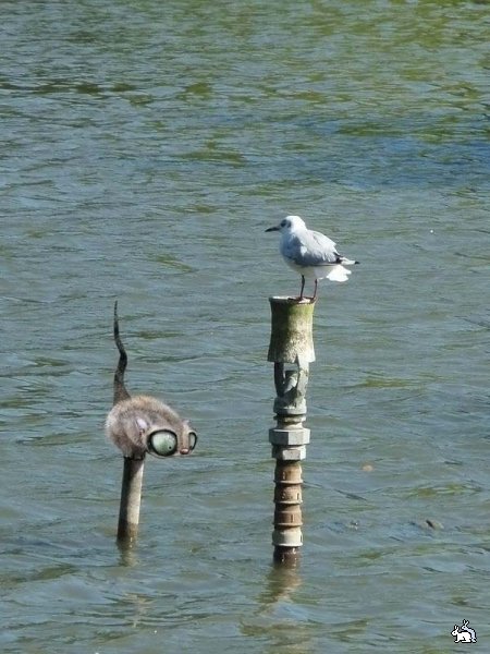 450x600, 62 Kb / кот, чайка