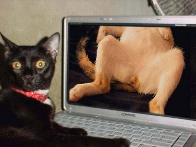 640x480, 36 Kb / кот, эротика