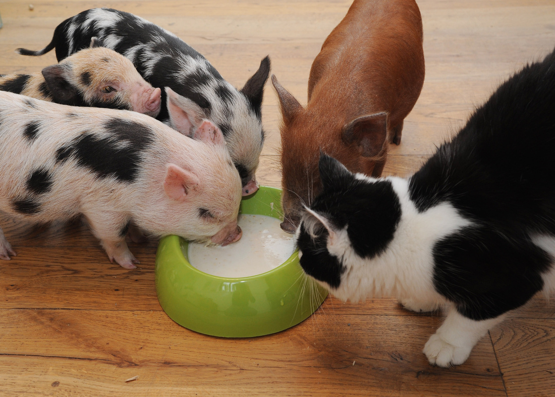 1120x802, 371 Kb / поросята, миска, кот