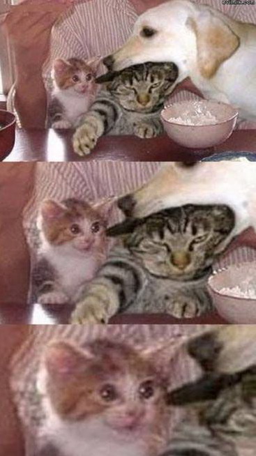 367x654, 61 Kb / собака, кот, котенок