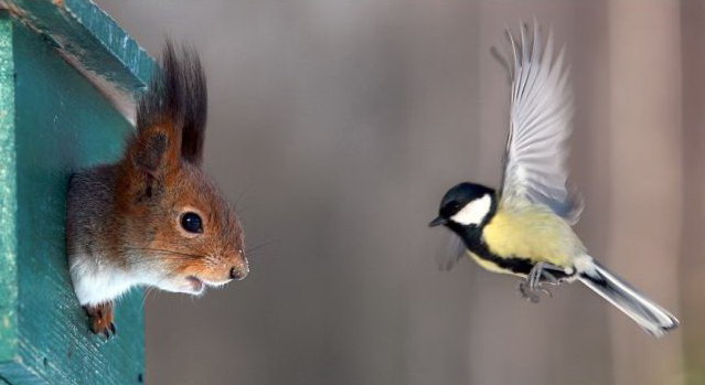 639x349, 40 Kb / белка, синица