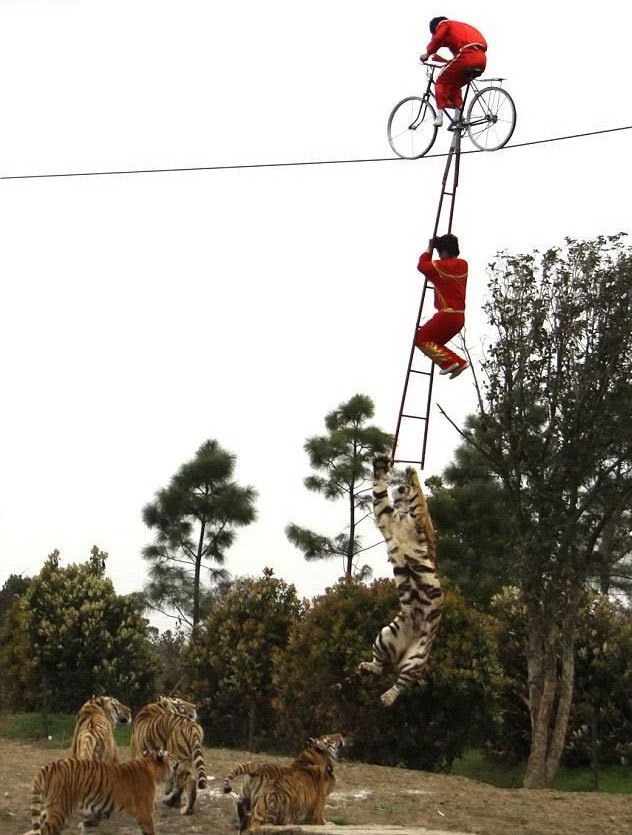 632x835, 115 Kb / акробаты, тигры, цирк