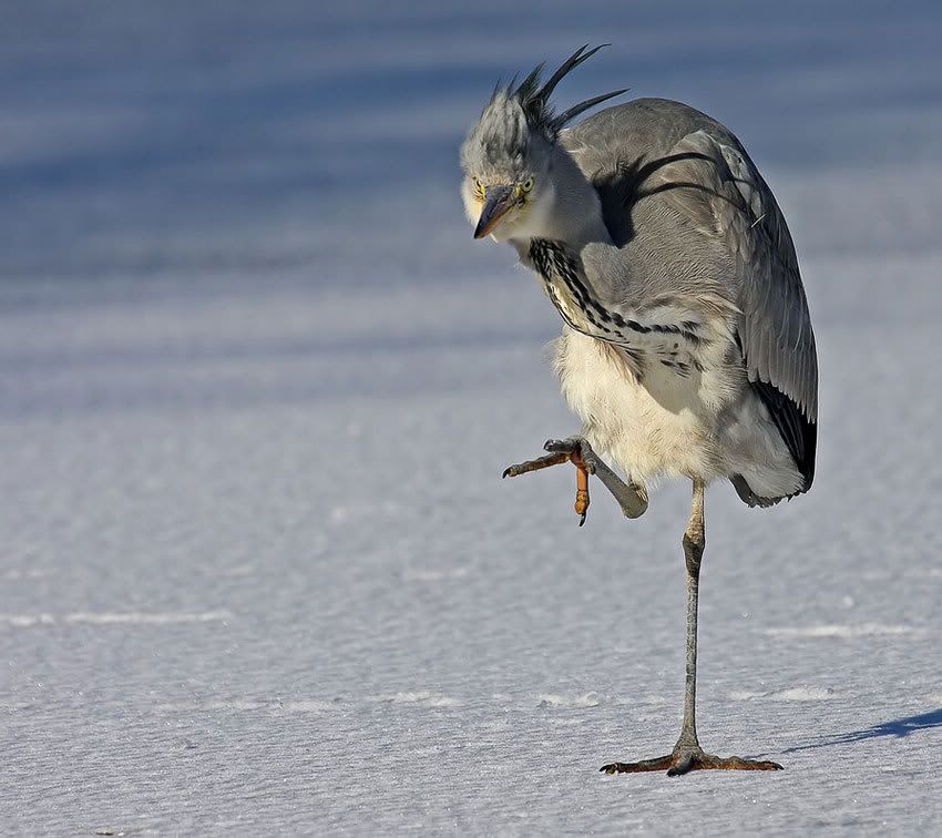 850x756, 85 Kb / цапля