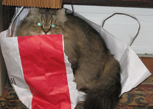 500x357, 55 Kb / кот, пакет