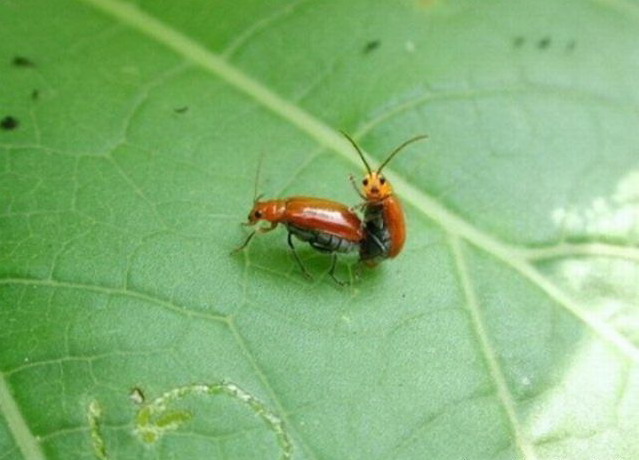 639x460, 59 Kb / секс, жуки