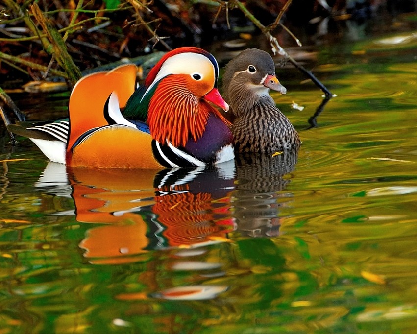 851x682, 168 Kb / утки, мандаринки