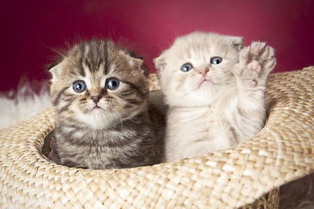 639x426, 89 Kb / котята, шляпа