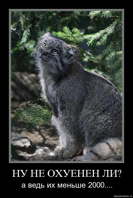 527x783, 83 Kb / кот, манул, демотиватор