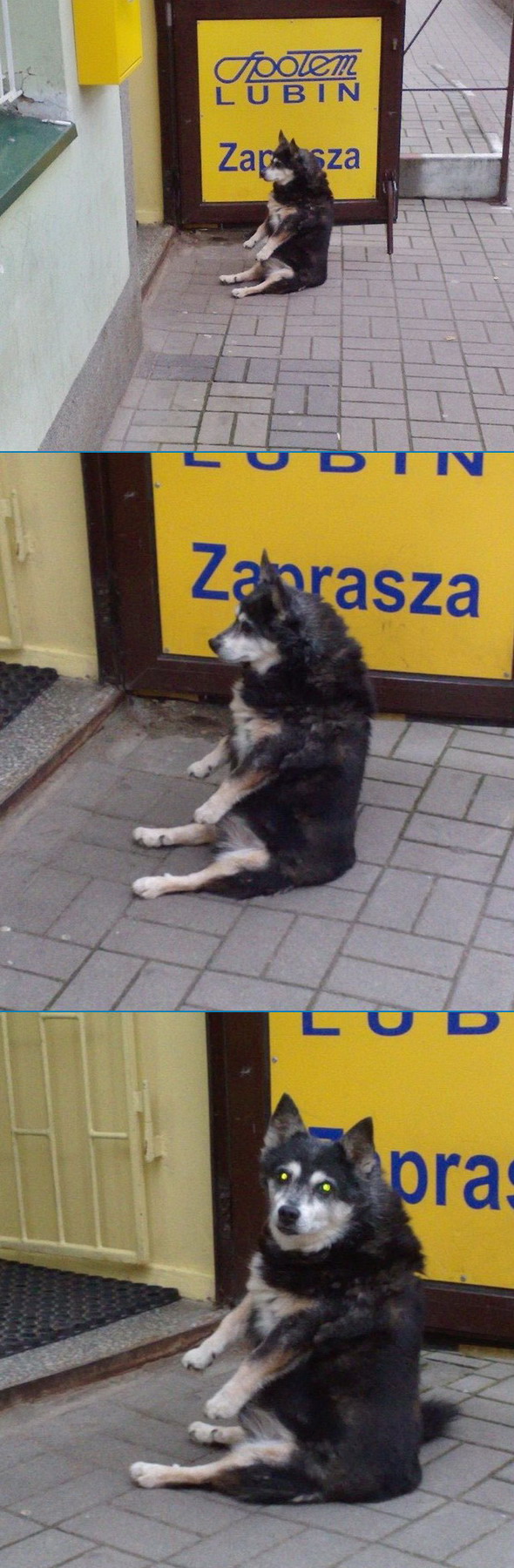 590x1800, 266 Kb / собака