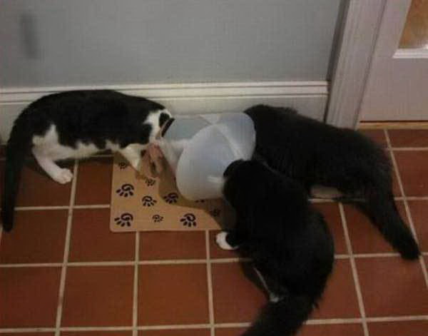 600x471, 30 Kb / коты, воротники