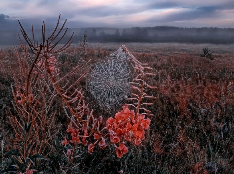 820x611, 260 Kb / паутина