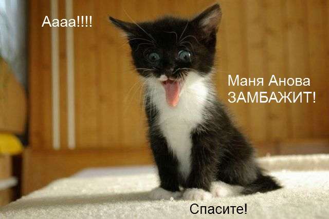 640x427, 26 Kb / замбаж, анова, кот