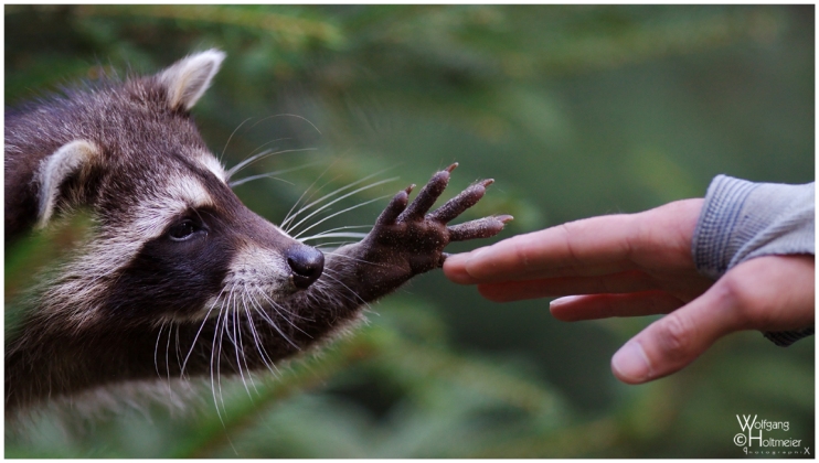 742x420, 184 Kb / енот, рука