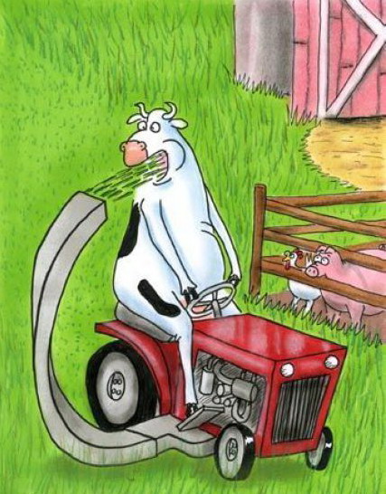 427x546, 88 Kb / сенокос, корова