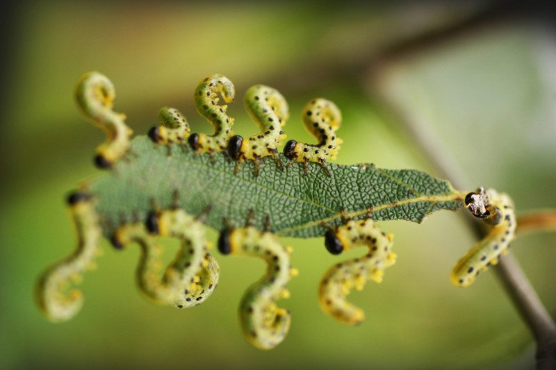 800x533, 65 Kb / гусеницы, лист