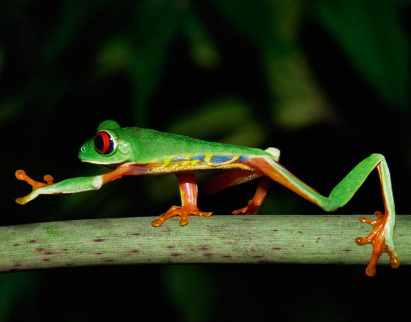 800x627, 64 Kb / Лягушка