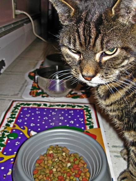 432x576, 257 Kb / кот, злой, миска, корм