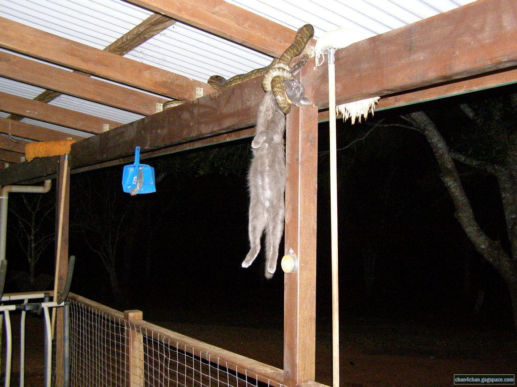 1024x768, 133 Kb / кот, змея