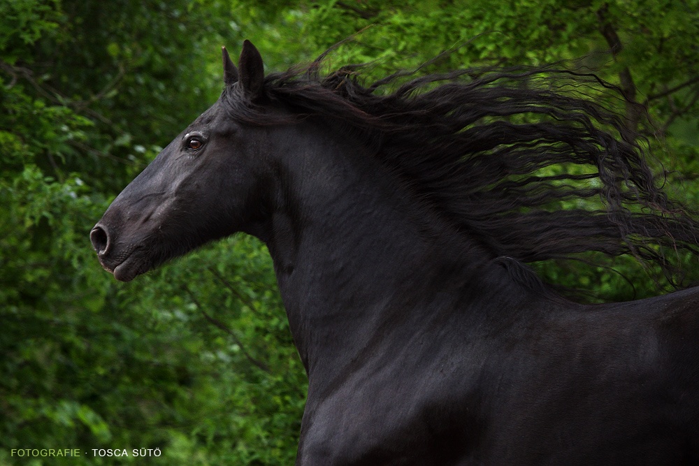 1000x667, 256 Kb / конь