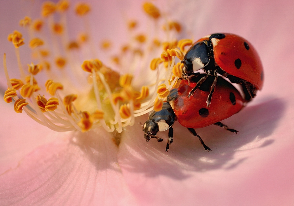 950x666, 273 Kb / жук, божья коровка, цветок, секс