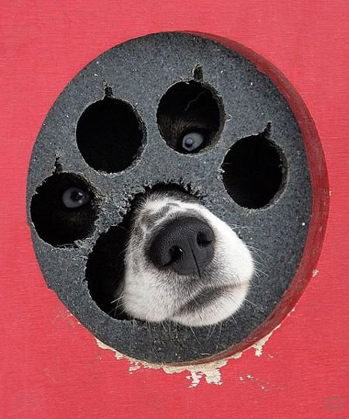 500x600, 85 Kb / собака