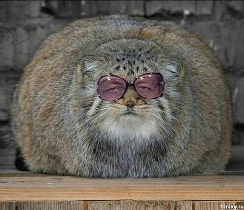 500x431, 62 Kb / кот, котэ, манул, онотоле, вассерман