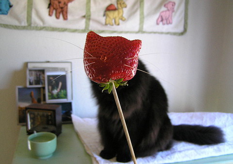 480x339, 44 Kb / кот, ягода