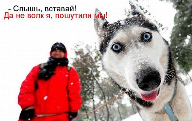 640x404, 56 Kb / собака, хаски, волк, лайка