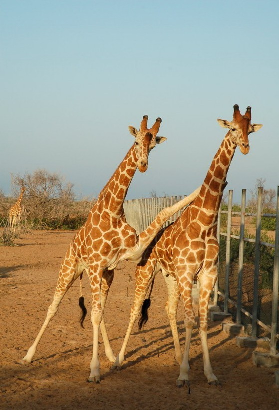 559x821, 131 Kb / жирафы