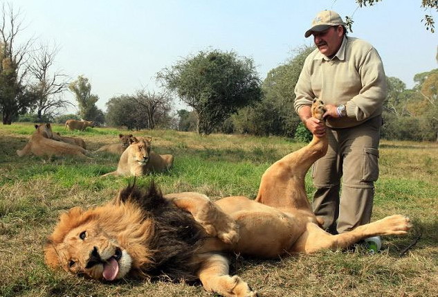 633x429, 114 Kb / лев, лапа, массаж