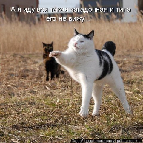 479x480, 67 Kb / котэ